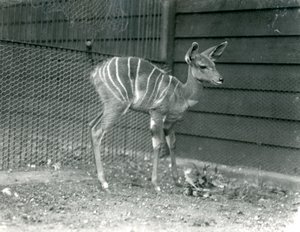 Joven kudu menor en el zoológico de Londres, 1914 de Frederick William Bond